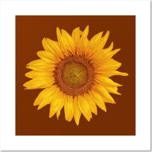 Sunflower 3 Posters and Art